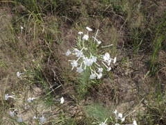Ipomopsis longiflora longiflora