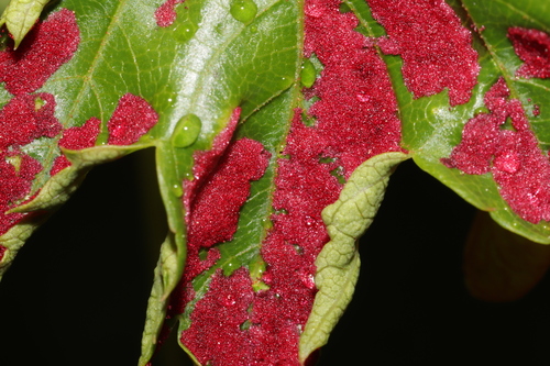 Rocky Mountain Maple Felt Mite