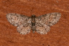Glenoides texanaria image