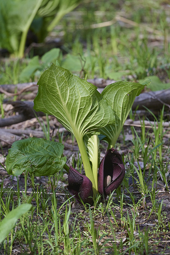 Symplocarpus renifolius, photograph 6
