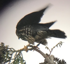 Falco columbarius suckleyi