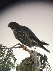 Falco columbarius suckleyi