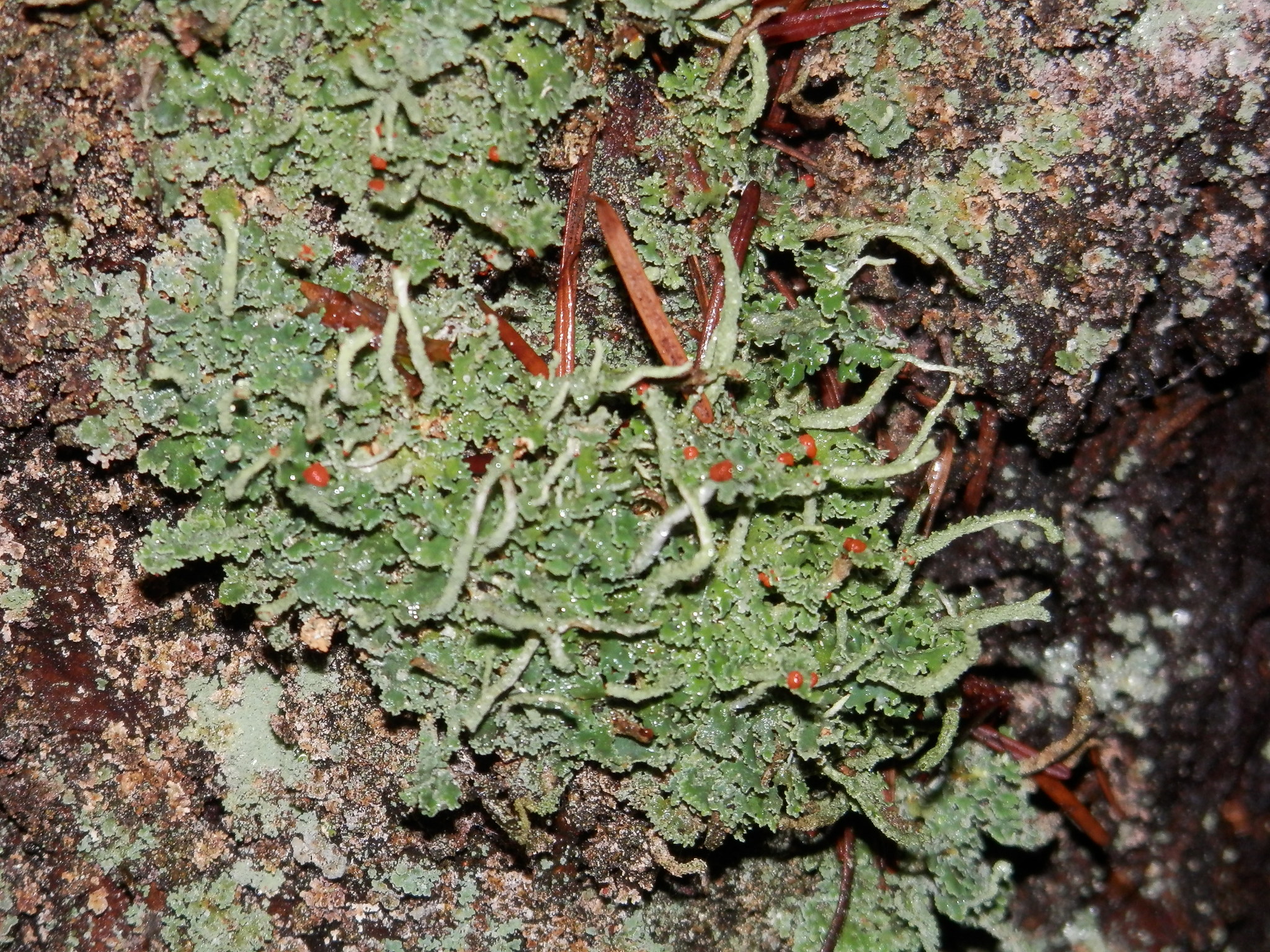Cladonia image