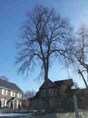Ulmus thomasii