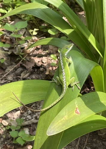 Anole