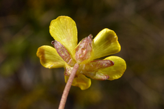 Ranunculus enysii