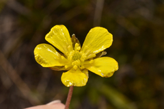 Ranunculus enysii