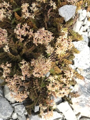 Anisotome aromatica