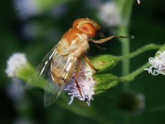 Copestylum sexmaculatum