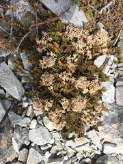 Anisotome aromatica