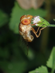 Copestylum sexmaculatum