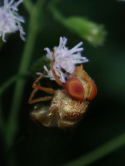 Copestylum sexmaculatum