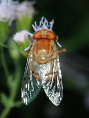 Copestylum sexmaculatum