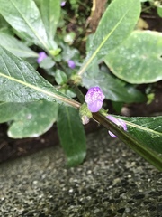 Hygrophila pogonocalyx