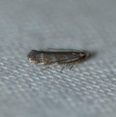 Battaristis vittella
