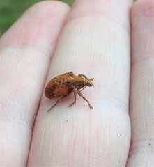 Gonipterus platensis