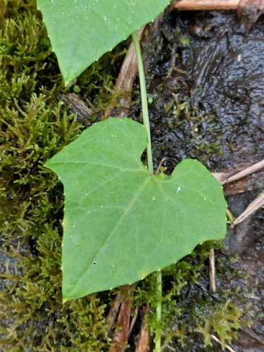 Image of Exploding Cucumber (Cyclanthera brachystachya) by (c) Daniel Mesa, some rights reserved (CC BY)