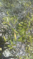 Pleradenophora bilocularis