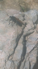 Mydas xanthopterus