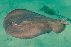 Coffin Ray photo 4