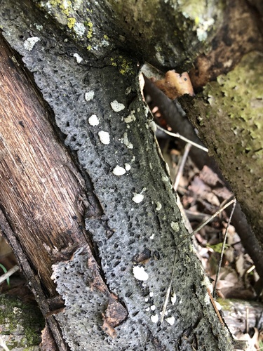 splitgill mushroom