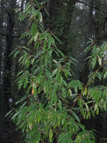 Photinia davidiana