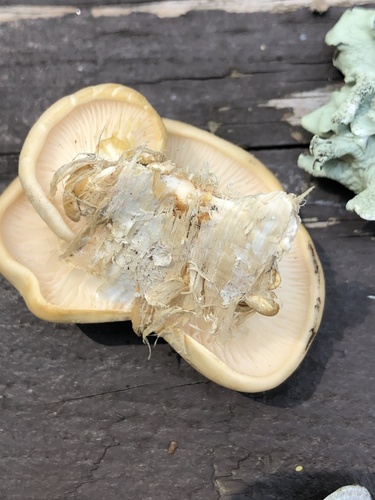 aspen oyster mushroom