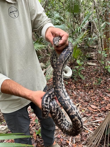 Photo of a Haitian Boa (strigilatus) (Chilabothrus strigilatus)