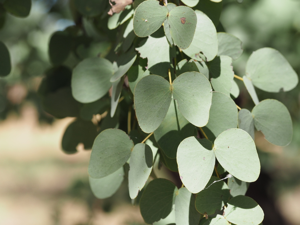 Lysiphyllum cunninghamii (Benth.) de Wit 2