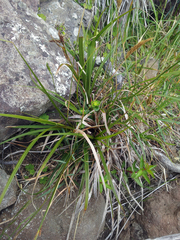 Carex spinirostris