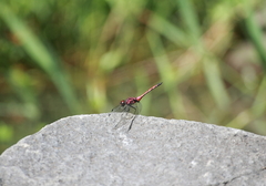 Trithemis lilacina