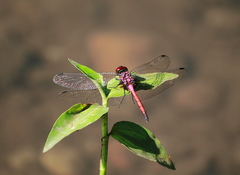 Trithemis lilacina