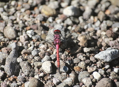Trithemis lilacina