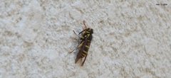 Vespula koreensis