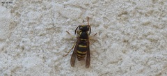 Vespula koreensis