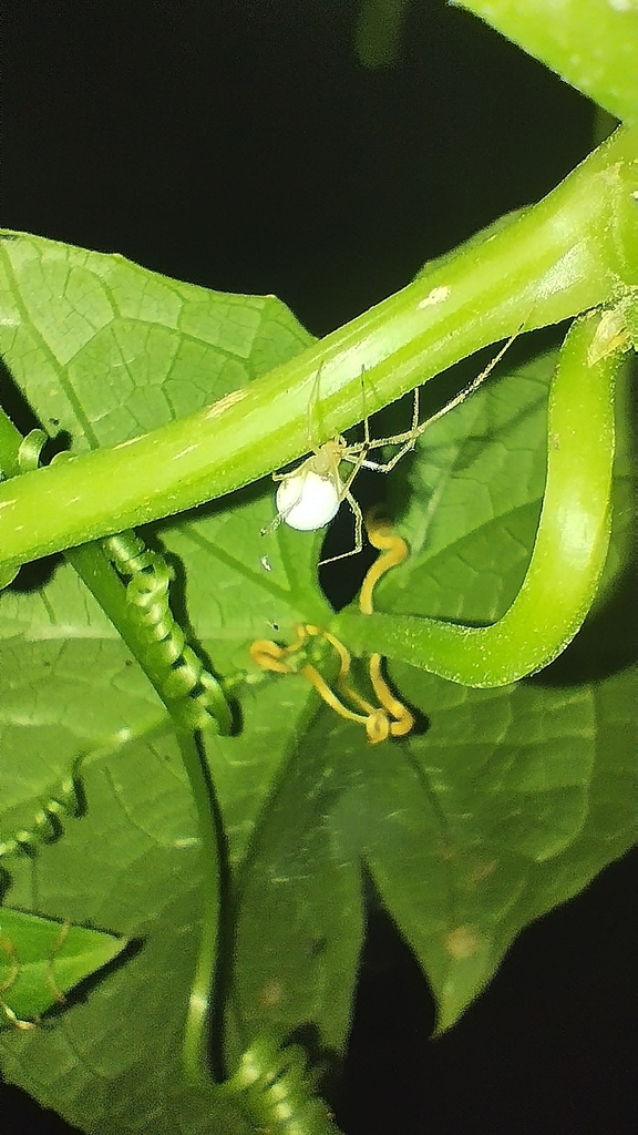 Theridion calcynatum