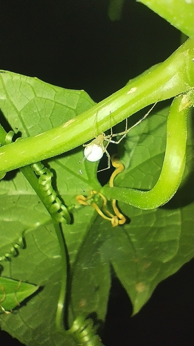 Theridion calcynatum