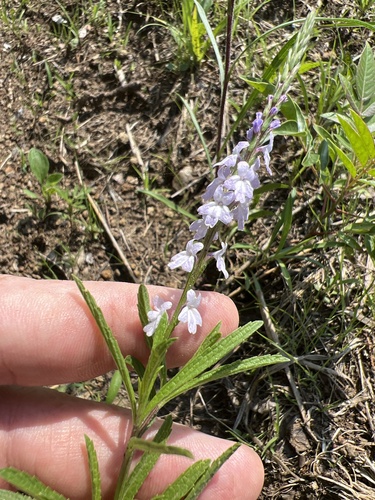 Narrowleaf vervain (Verbena simplex)