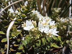 Veronica canterburiensis