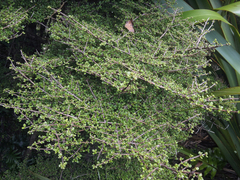 Coprosma parviflora