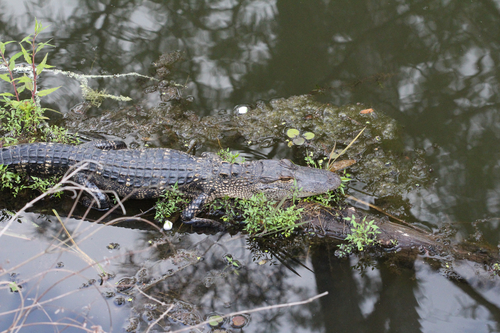 American Alligator photographed in Mississippi