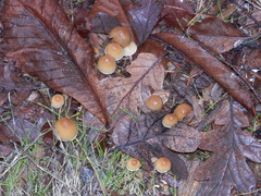 Hypholoma marginatum