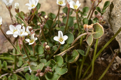 Cardamine glara