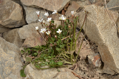 Cardamine glara