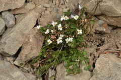 Cardamine glara