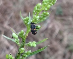 Coccinella septempunctata
