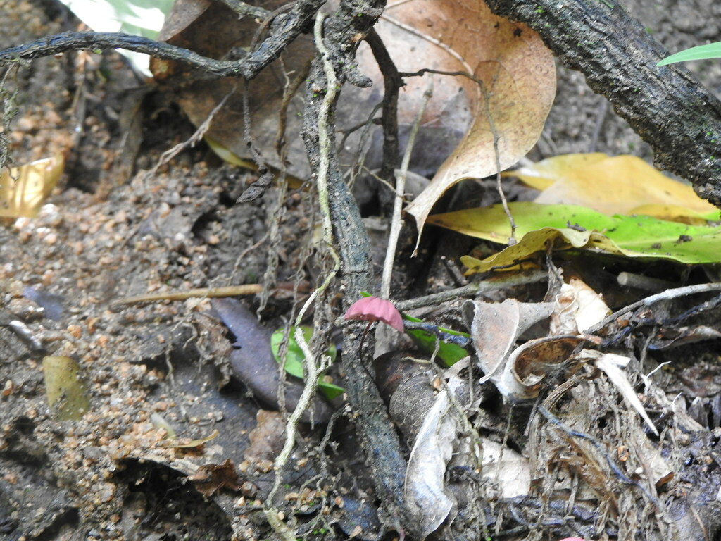 Marasmius haematocephalus · June 2022 · photo: © carancho (iNaturalist, cc-by)