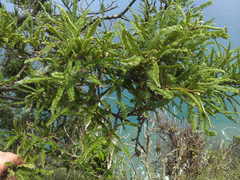 Sophora fulvida