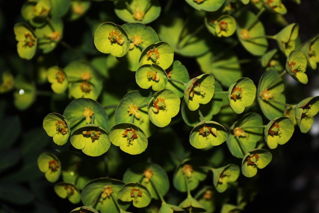 Illustration de Euphorbia amygdaloides L.