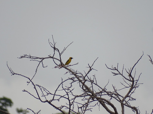 iNaturalist image